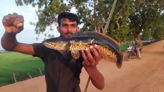 Wow !!! Best Fishing Video !! Sri Lanka Lake Fish Catching !! Fishing With Suresh !! Hook 🎣 Fishing