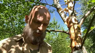 Healing a damaged tree