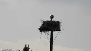 Ben bei der Horstreinigung und Kinder zählen in Hohenferchesar - Außenreporter Peter - 04.05.2024