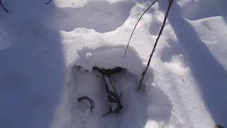 Установка капкана на тропу Волка!