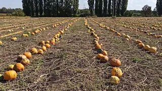 Жнива гарбуза. Що змінили в гарбузовому комбайні.