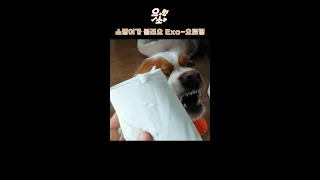 소망이가 부릅니다 (엑소) Exo - 으르렁 Somang sings Exo - Growl #shorts