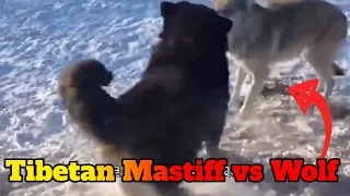 Tibetan Mastiffs attack a lone wolf!!!