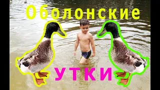 Оболонские утки кря-кря-кря