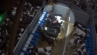 Cruelty on unweaned calves at the control post of Tollevast, France