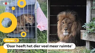 Gedumpte leeuw Remy verhuist naar Zuid-Afrika