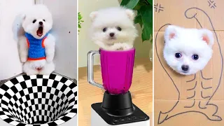 Tik Tok Chó Phốc Sóc Mini 😍 Funny and Cute Pomeranian #356