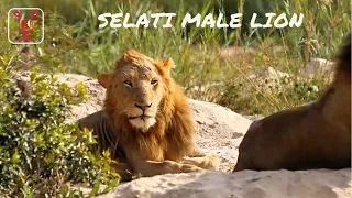 Selati Male Lions After the Fight with Mapogo Lions