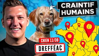 Chienne ULTRA Craintive, Adoptée En Refuge l  Jour 11 : Tour de France Educ Dog