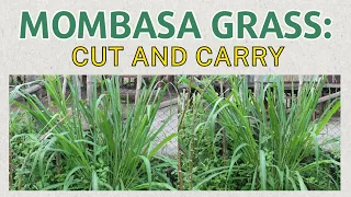 MOMBASA GRASS: Cut and Carry