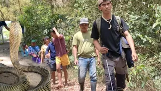 ANG PAG HAHANAP NG MGA NAG LALABASANG  KING COBRA SA DOLORES QUEZON  ..