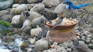 Cat TV 📺 - Birds By The Pond - Video For Cats