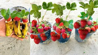 Unique Skills How To Grow Strawberries Plant From Strawberry Fruit in Banana To Get Fast Rooting