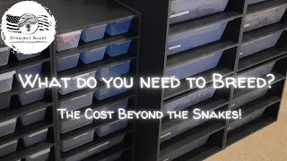 Breaking Down the Costs of a First Year Ball Python Breeder!