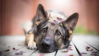 Exploring the Different Coat Varieties of German Shepherd Dogs