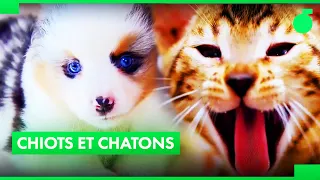 Les premiers pas des chiots et chatons les plus mignons !