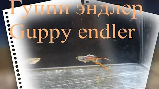 #гуппи  эндлера / #guppy endlera