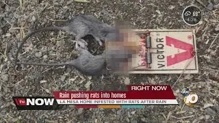 Rain pushing rats into La Mesa homes