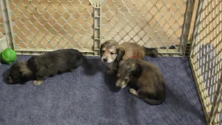 Libby pups 4 wk video