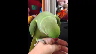 Ожереловый попугай Кузя разговаривает