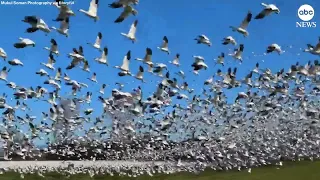 A massive flock of geese blots out the sky as they take flight in Washington state.