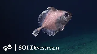 Seamount "Solito" Shallow | SOI Divestream 645 - Part 2