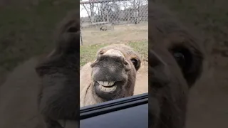 Donkey video bombs the white tiger with awesome smile.