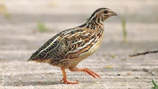 bedana ovozi quail