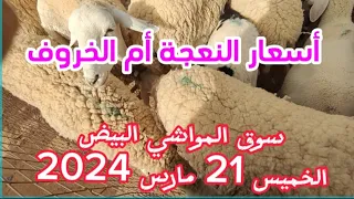 أسعار النعجة بأنواعها من سوق المواشي البيض الخميس 21 مارس 2024