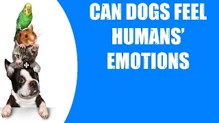 CAN DOGS FEEL HUMANS' EMOTIONS
