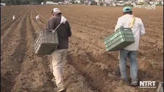 Así se Siembra la Papa en la Sierra de Puebla