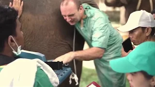 Elephant Ultrasound Exam at Bali Zoo