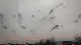 Breathtaking Starling Murmuration