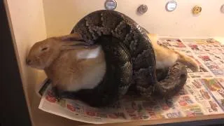 Snake eating a huge rabbit (GRAPHIC VIDEO)