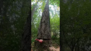 Wedging over a tall and dead Fir