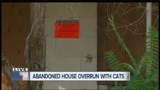 Abandoned house overrun with cats