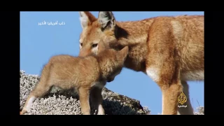 Ethiopian Wolf Story Part 1