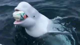Man plays Fetch with Beluga whale in delightful viral video. Do focus on the powerful message  A del