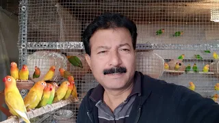 African lovebird colony breeding progress lovebird breeding | लवबर्ड प्रोग्रेस