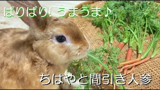 ちはやと間引き人参【チャップ・ダンダンウー】Chihaya and thinned carrots　#asmr