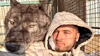 This Man Keeps The World's Largest Wolf As A Pet