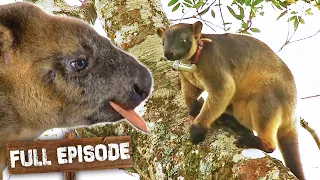 A Kangaroo That Lives in Trees? 🤨 | Danger Wild Animals Episode 2 | Full Episode | Untamed
