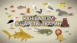 Канібалізм в царстві тварин [TED-Ed]