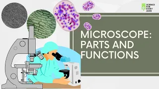 Microscope: Parts and Functions | Science