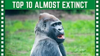 Top 10 Animals on the Brink of Extinction| Top 10 Clipz