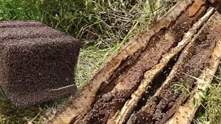 TINHA MUITO MEL CAPTURA /Resgate com a ajuda de um iniciante no toco de madeira 🐝🐝🐝