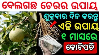 ବେଲ ଗଛର ଚେର କୋଟିପତି କାହିଁକି କରିଥାଏ, ୨୪ ଘଣ୍ଟାରେ ଧନରବର୍ଷା, Bel tree Benefits#Anuchintaodia#SADHUBANI