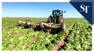 US farmers forced to destroy crops with no demand