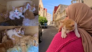 Angry kitten tries to try to climb Mama cat as she did with the lady.