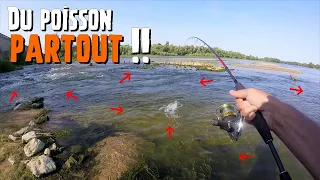 Pêche en Loire : du poisson partout !!!